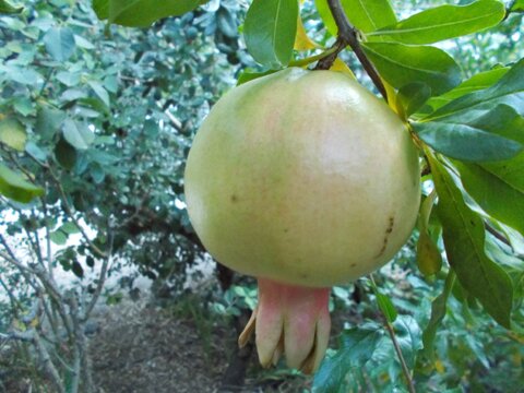 images/stories/virtuemart/product/Surh Anor Pomegranate (Custom)